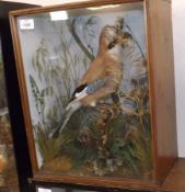 An early 20th Century Jay in a glaze fronted naturalistic case with taxidermist’s label for J A