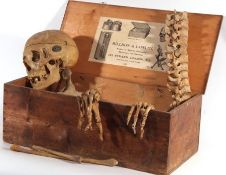 A late 19th Century/early 20th Century Student’s Half Human Skeleton, mounted by Millikin &