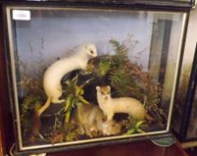 An early 20th Century Glazed Front and Sided Case, naturalistic interior with two Stoats and a