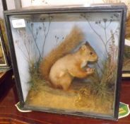 An early 20th Century Red Squirrel in a glaze fronted naturalistic case, taxidermist’s label for J A