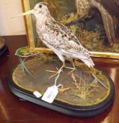 An early 20th Century Woodcock standing on a naturalistic ebonised framed base (dome missing), 13”