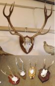 A heavy set of Large Mounted Antlers on an oak shield back; together with a further collection of