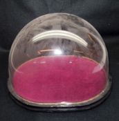 A Glass Dome of curved rectangular form, with matching Ebonised Socle and red plush lined inner, 10”