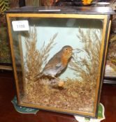 An early 20th Century Robin in a naturalistic glaze fronted case, 9” wide