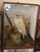An early 20th Century Glaze Fronted Case containing a Barn Owl with naturalistic interior, 14” wide
