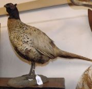 An early 20th Century Cock Pheasant standing on an oval base, 16 ½” high