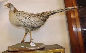 A Hen Pheasant on an oval stand, 13” high