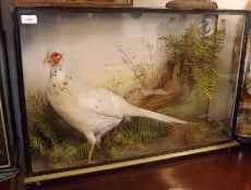 An early 20th Century Albino Pheasant in a glazed front and sided naturalistic case, 30” wide