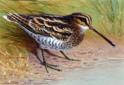 * DAVID ORD KERR (BORN 1951, BRITISH) Signed Watercolour “Snipe” 4” x 6” Provenance: Westcliffe