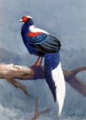 * JOHN CYRIL HARRISON (1898-1985, BRITISH) Initialled Watercolour “Swinhoe’s Pheasant” 18” x 12”