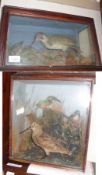 Two early 20th Century Cases of Taxidermy, one small case with Green Woodpecker and a Kingfisher;