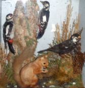 An early 20th Century Cased of Taxidermy, including two Black Spotted Woodpeckers, a partially