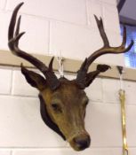 A Vintage Stag’s Head, mounted on an oak plaque back, possibly circa early 20th Century, 17” wide