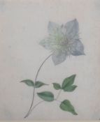 E M, INITIALLED, 18TH CENTURY WATERCOLOUR, Botanical Study, 7” x 6”