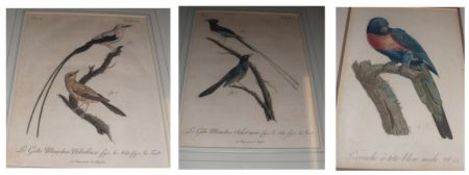 18TH/19TH CENTURY, GROUP OF THREE HAND COLOURED ENGRAVINGS, Ornithological Studies, each