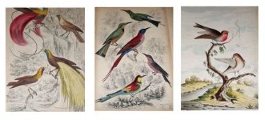 PACKET OF TEN LATE 18TH/EARLY 19TH CENTURY, HAND COLOURED ENGRAVED PLATES, Birds (9) and Monkeys (1)