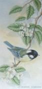 ANDREW OSBORNE, SIGNED, WATERCOLOUR, Tit on a Branch, 9” x 4”