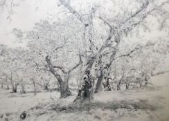 ALVARO DUARTE DE ALMEIDA, MONOGRAMMED, PENCIL DRAWING, A Woodland, 15” x 20”