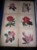 FOLDER OF ASSORTED 19TH CENTURY AND OTHER WATERCOLOURS/PRINTS, Botanical subjects