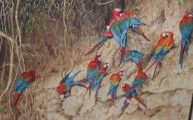 JACQUI FRANKS, SIGNED AND DATED 1989, WATERCOLOUR, “Macaws on Salt Cliffs”, 10” x 13”