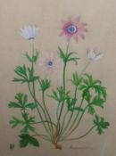 LUKA M PALERMO, MONOGRAMMED AND DATED 1990, WATERCOLOUR, Inscribed “Anemone Hortensis”, 12” x 9”