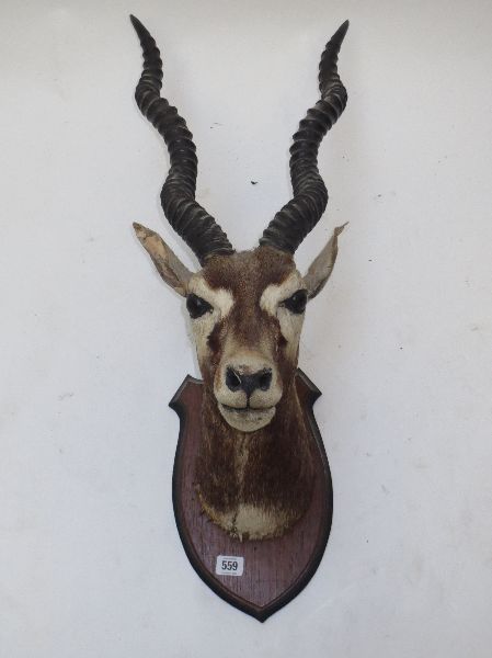 Neck mount of an Indian black buck mounted on an oak shield