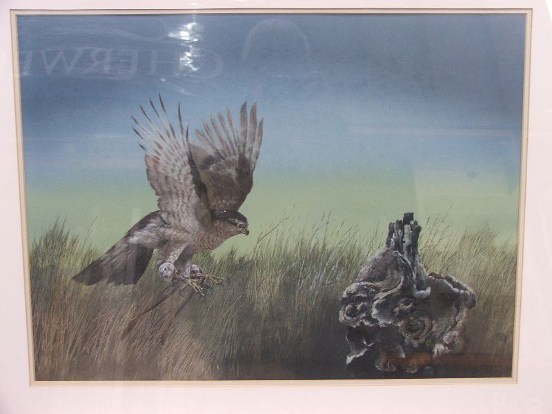 MARTIN KNOWLDEN C20th Watercolour & Gouache  `Bird of prey landing` signed with monogram dated 79