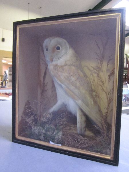 Taxidermy barn owl on naturalistic base (mid C20th)