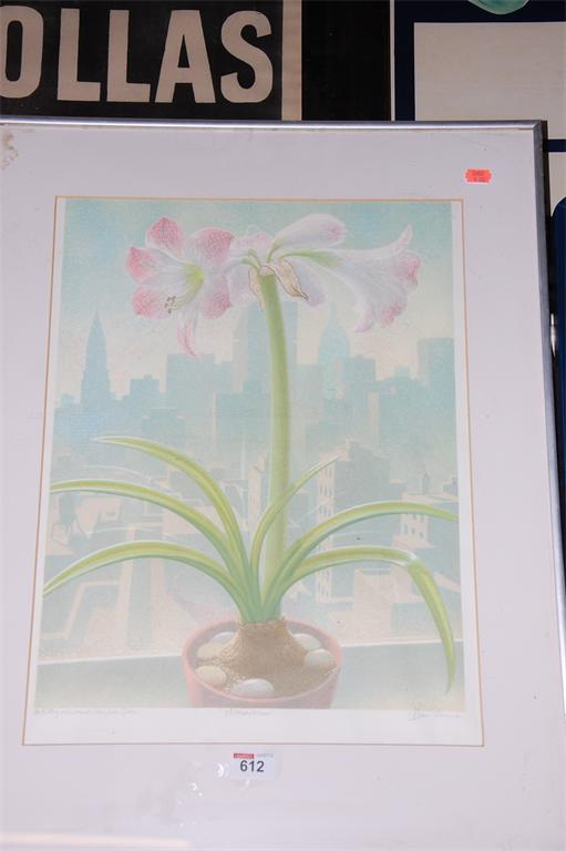 Dan Pearce - Hippeastrum, lithograph, signed and titled in pencil to the margin