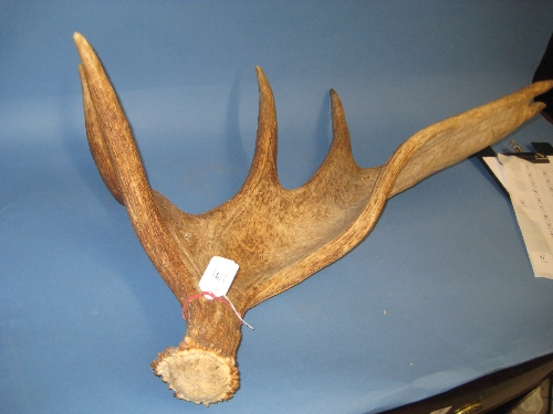 Single moose antler