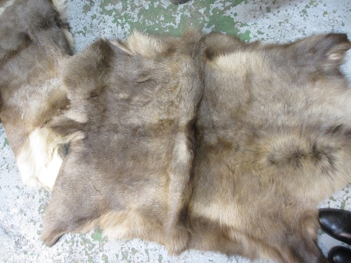 Two reindeer skins