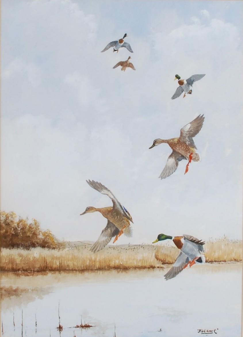 AR Charles Wolfe Murray "Fish-Hawk" (20th century) Mallards in flight three watercolours, signed "
