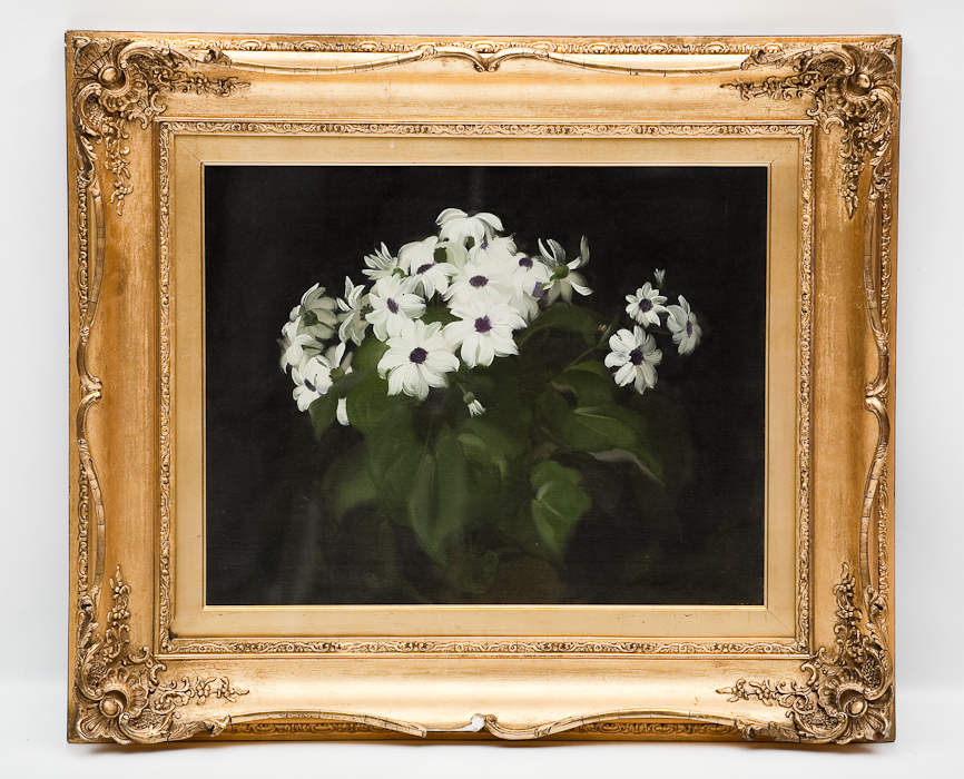 JAMES STUART PARK (SCOTTISH 1862 - 1933) STILL LIFE OF DAISIES oil on canvas, signed 40.6 cm x 50.
