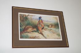 Limited edition print of Pheasants 80/400