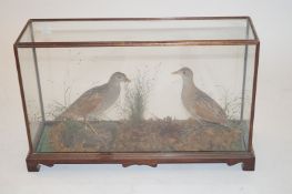 Taxidermy of two birds, possibly Corn Crake