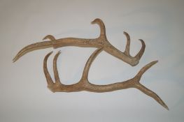 A pair of antlers