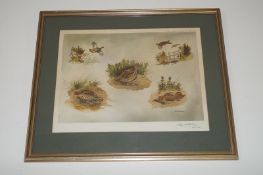 Limited edition pair of prints of birds signed by R W Milliken