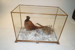 A large cased taxidermy of pheasants