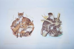 Two unframed prints otters and foxes by Patrick A Oxenham