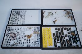 Large collection of framed Butterflies, Beetles and Bugs