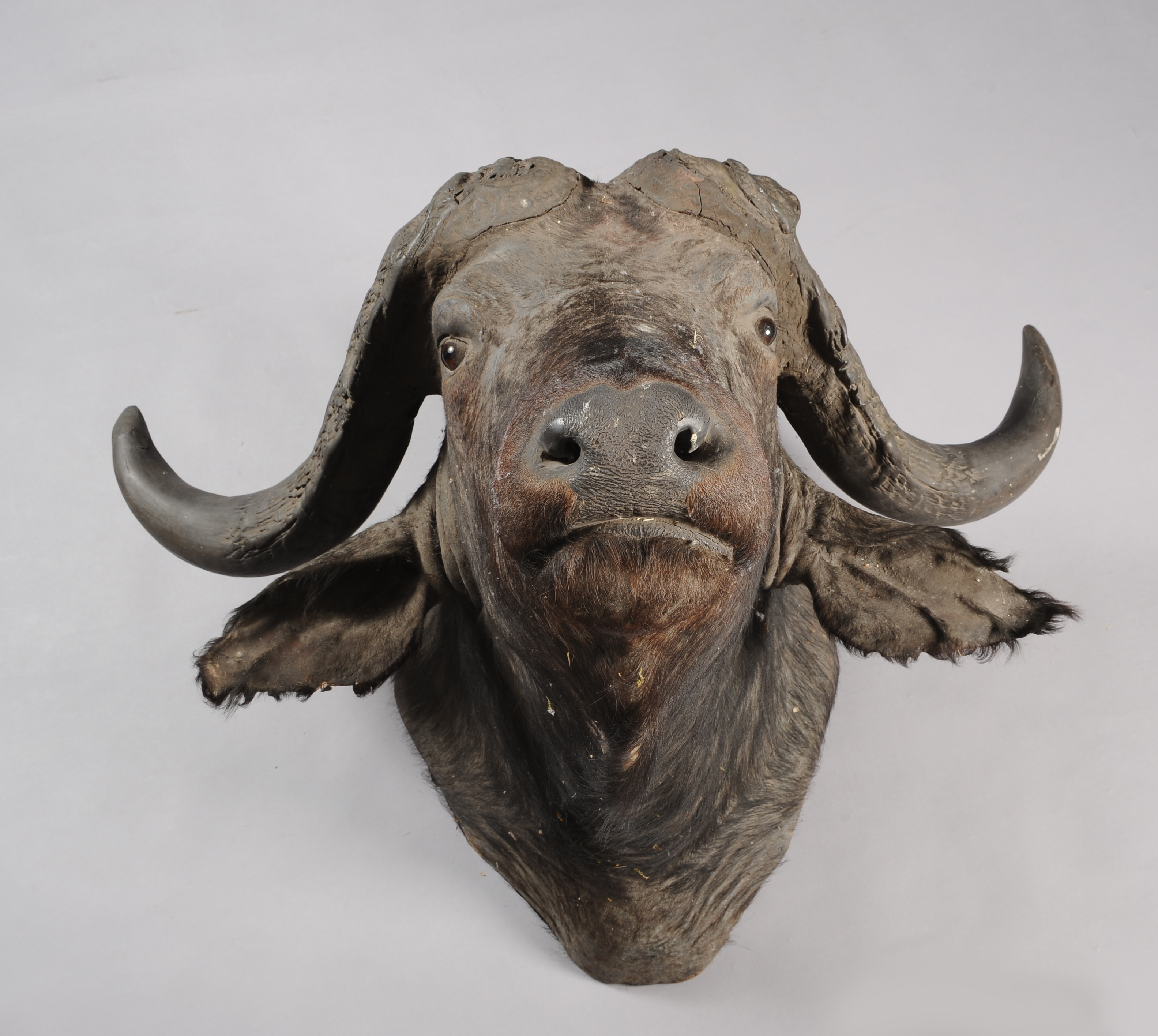 TAXIDERMY: CAPE BUFFALO (Syncerus caffer) head mount, with glass eyes, 102cm wide x 96cm deep x 85cm