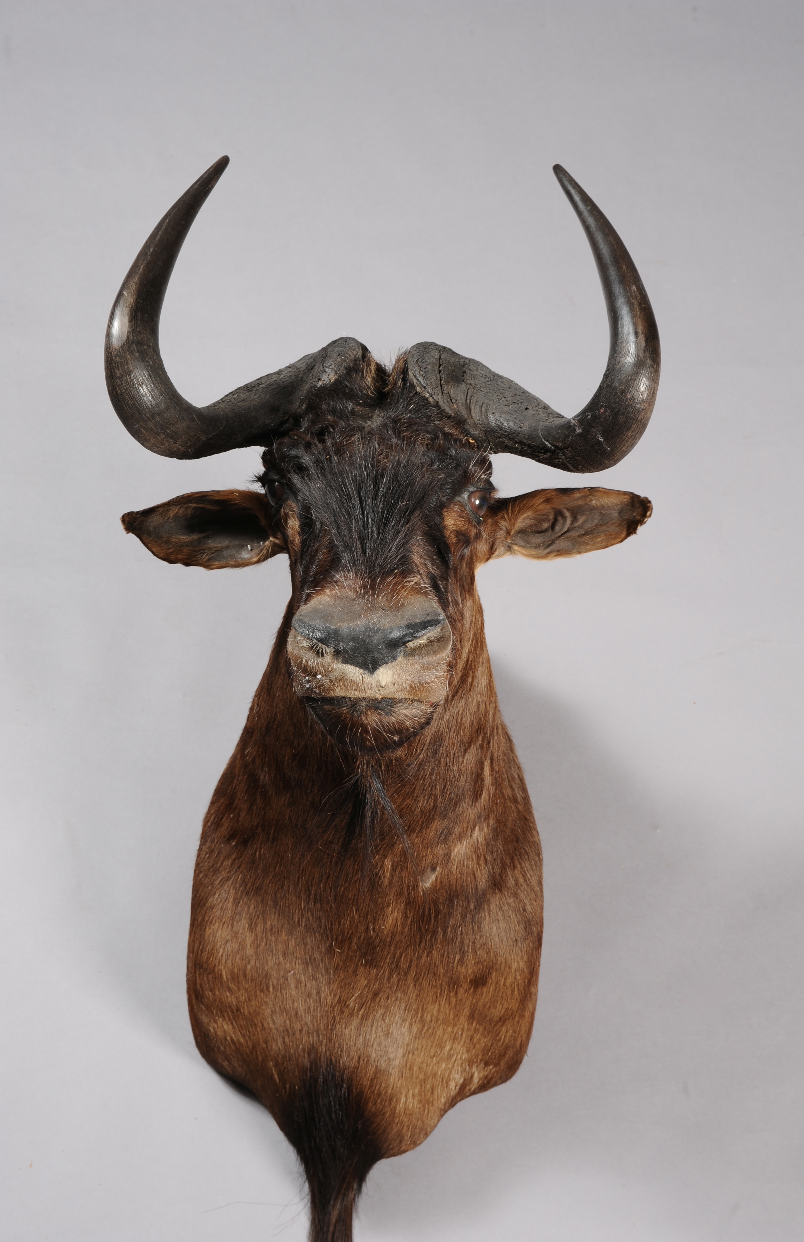 TAXIDERMY: BLUE WILDEBEEST, ALSO KNOWN AS BRINDLED GNU (Connochaetes taurinus) shoulder mount,