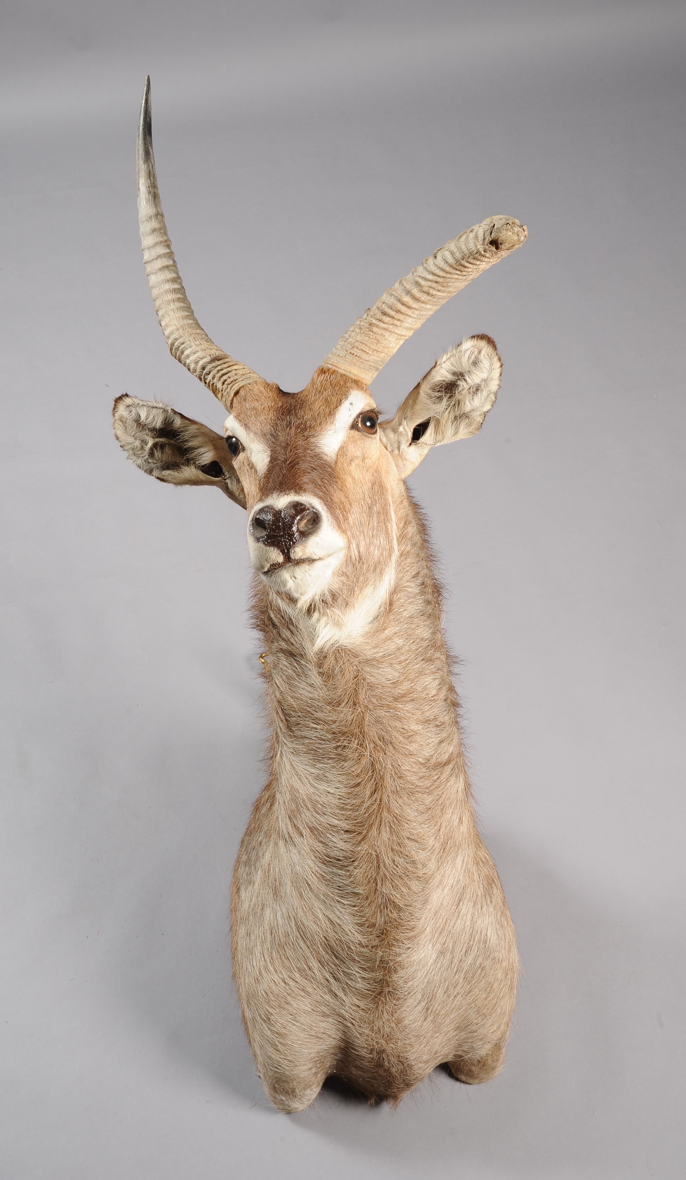 TAXIDERMY: WATER BUCK (Kobus ellipsipymnus) shoulder mount, showing deformity to one horn, 40cm wide