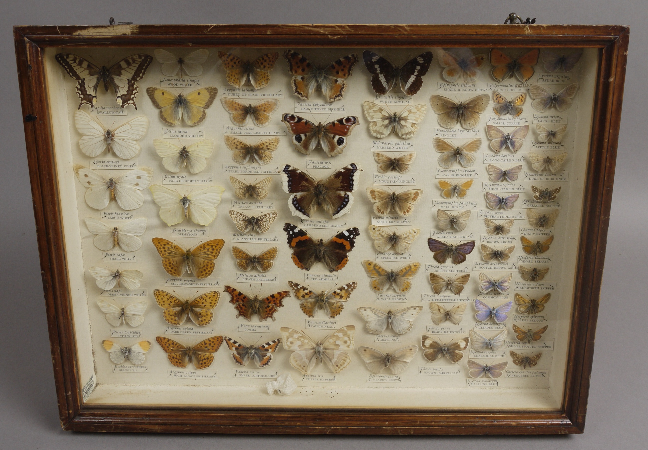 AN EARLY 20TH CENTURY DISPLAY OF INDIGENOUS BRITISH BUTTERFLIES, by Watkins & Doncaster, London,