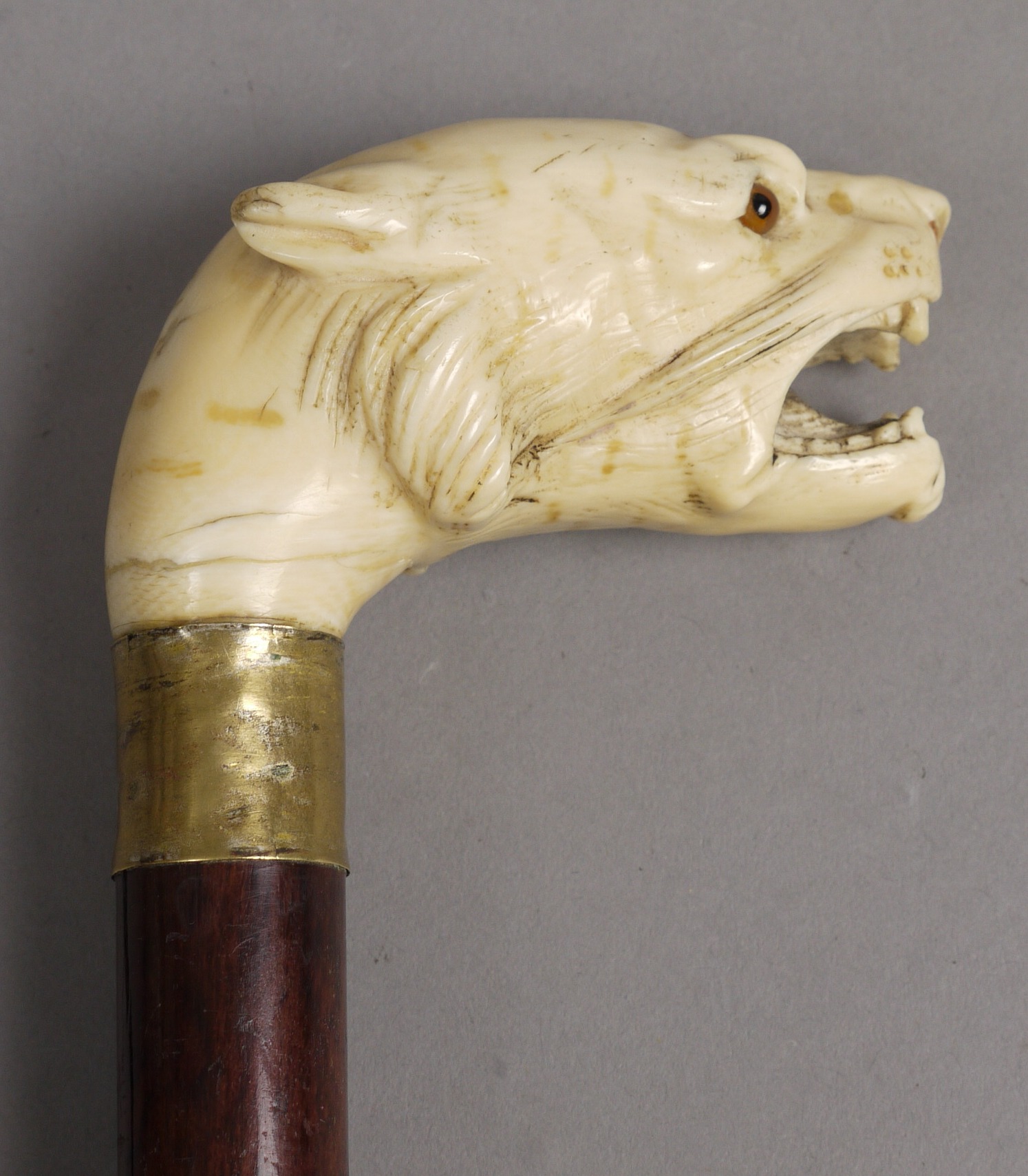 A VICTORIAN IVORY HANDLED MALACCA WALKING STICK, the handle finely carved as a snarling leopard's