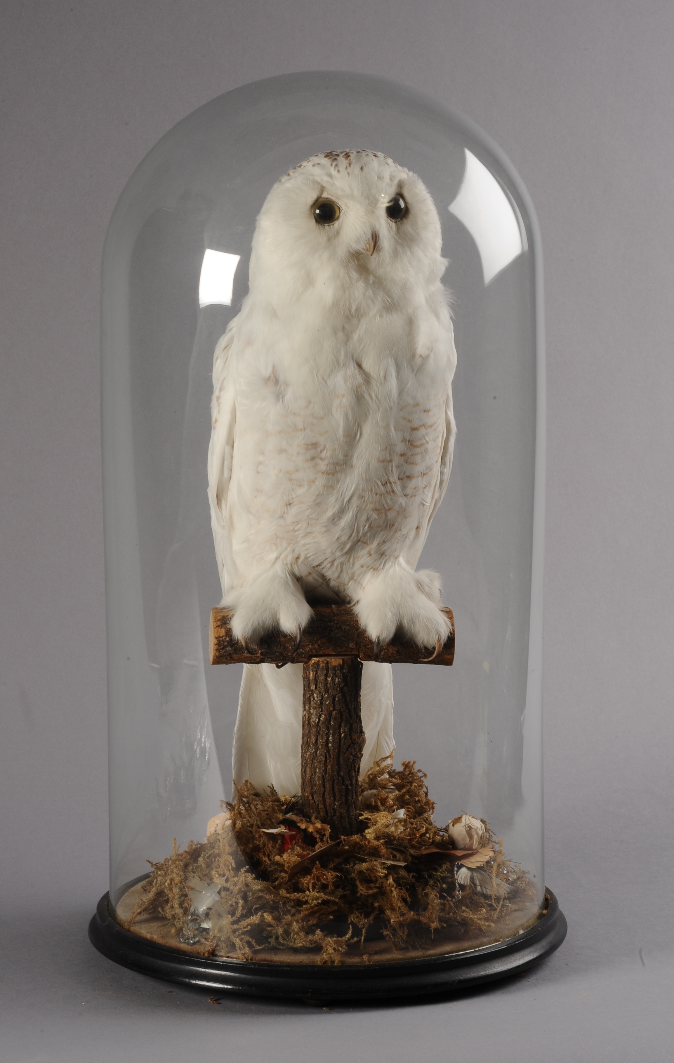 TAXIDERMY: SNOWY OWL in naturalistic setting, under glass dome, overall approximate height 69cm.