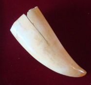 Whale Tusk / Tooth: Original tooth having nice ivory colour 13cm