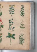 Book – Nicholas Culpepper “The Complete Herbal” London Thomas Kelly 1835 appears complete with
