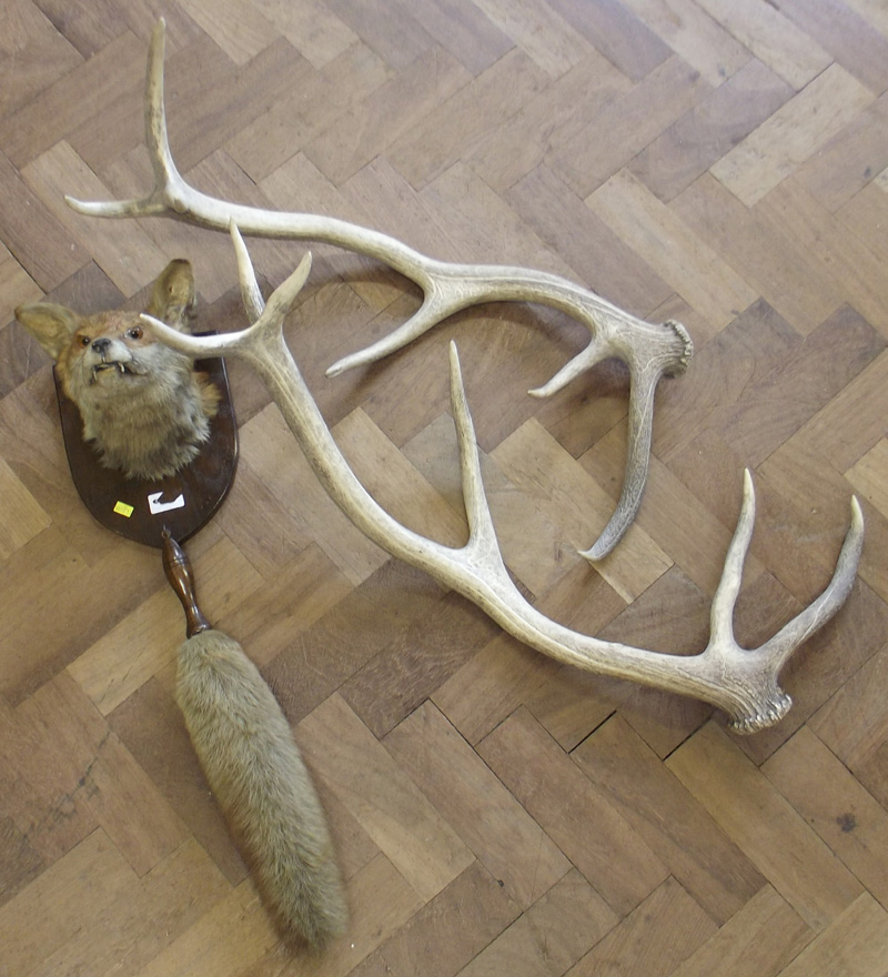 Fox mask and brush and a pair of stag antlers. Condition report: see terms and conditions.