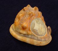 Duke of Wellington Commemorative conch shell , 13cm